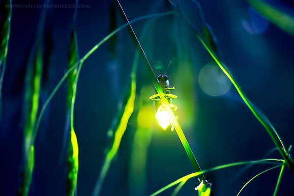 firefly bioluminescence