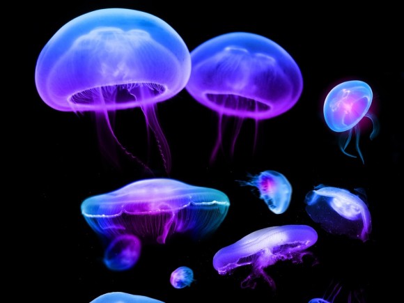 jelly fish bioluminescence