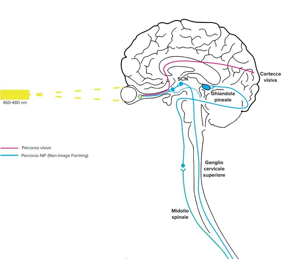 CIRCADIAN RITHM non image forming